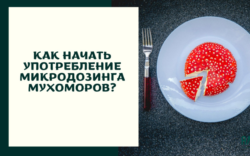 Как начать употребление микродозинга мухоморов?